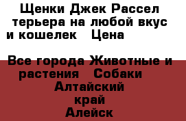 Щенки Джек Рассел терьера на любой вкус и кошелек › Цена ­ 13 000 - Все города Животные и растения » Собаки   . Алтайский край,Алейск г.